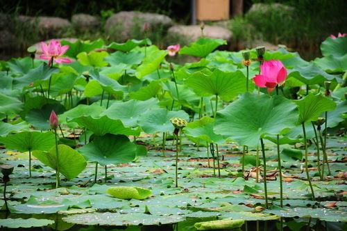 今日头条摄影荷花图片,绽放的美丽瞬间