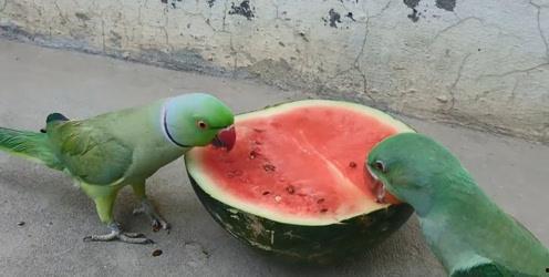 吃翠瓜就拉肚子,揭秘拉肚子背后的真相