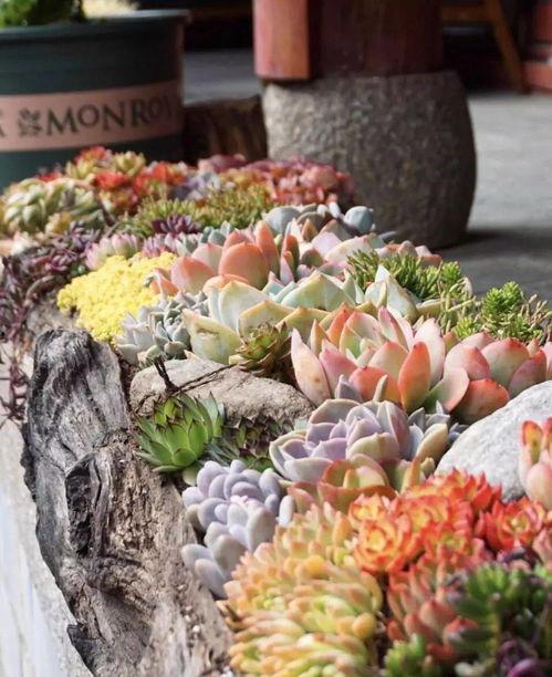 网红多肉寺庙,探秘多肉植物园中的神秘寺庙