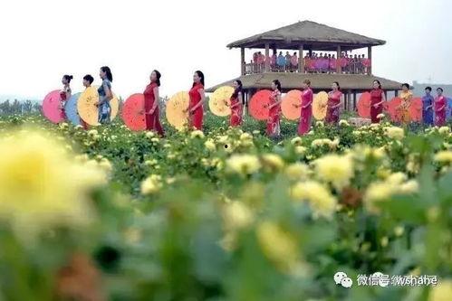 沙河市新闻头条电话,紧急电话事件引发关注