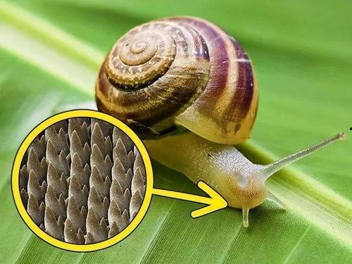 蜗牛吃葫芦瓜视频播放,一场奇妙的食草冒险