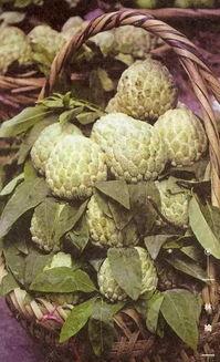 澄海莲下吃瓜,探寻夏日吃瓜的悠闲时光