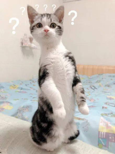 猫咪为什么吃瓜