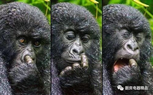 吃瓜搞笑猩猩图片