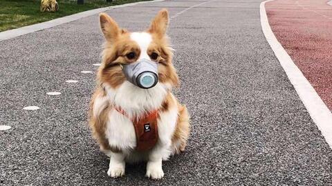 狗戴着口罩吃瓜的表情包,萌态十足表情包走红网络